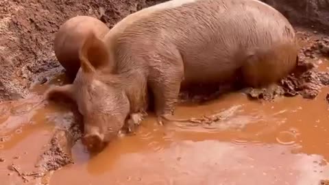 Little Piggy vs Mud