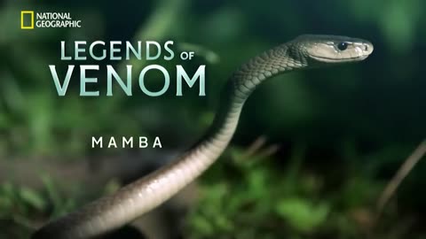 Mighty Black Mamba | Legends Of Venom