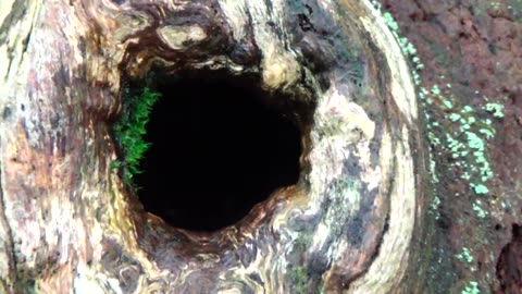 Tree Hollow