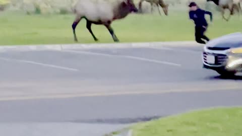 Bull Elk Charges Yellowstone Tourist