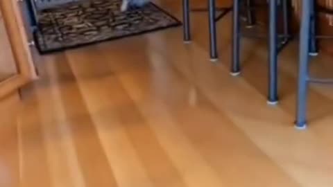 Dog running around the house