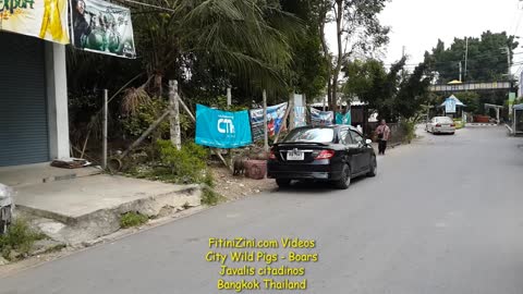 #Citypigs #Bangkok #Pigsinthecity #Thailand #boar #sanglier #javali #Jabali #Tailandia #Fitinizini #Fitinizinicom #Thai #バンコク #タイ #방콕 #태국 #กรุงเทพ #ไทย #曼谷 #泰國