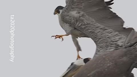 The Peregrine Falcons playing Tag with the Pelicans