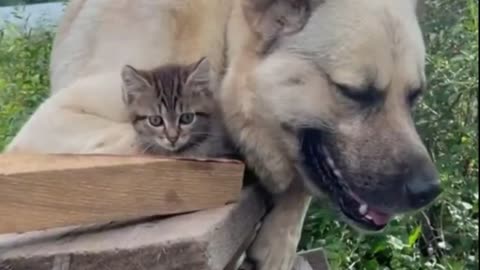 Kitten 😺 and dog are reliable friends