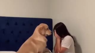 Golden Retriever consoles owner when she pretends to cry