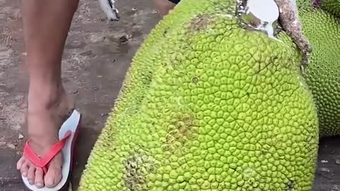 Giant Fruit