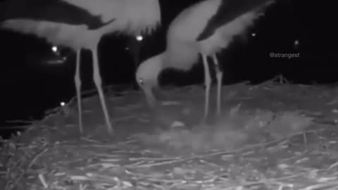 The stork couple celebrate their first egg #shorts #shortvideo #video #virals #videoviral