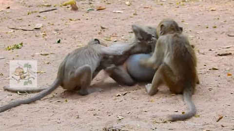 funny animales video Animale videos