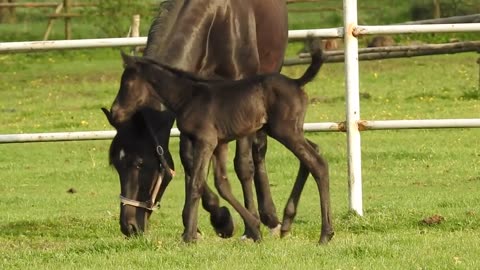 The Horse Horse Foal Mare Catwalk Meadow Animals