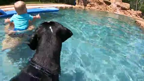 Gentle Great Dane joins grandpa & grandson for 1st swim in the pool