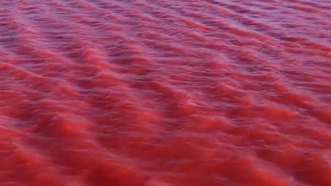 Revelation 16:3 The second poured out his bowl into the sea. And it became blood