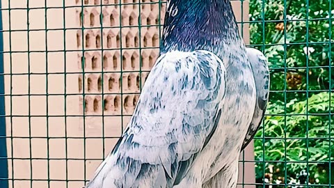 Ustad Malik Mohkam Khokhar Pigeons