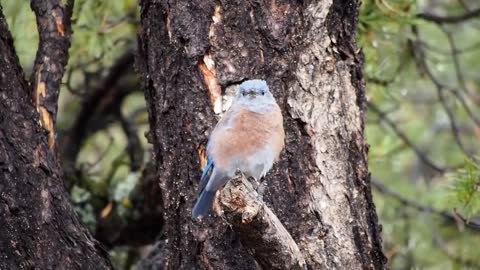 Western Bluebird