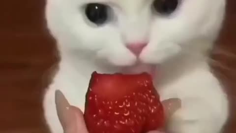 Funny cat eating strawberry