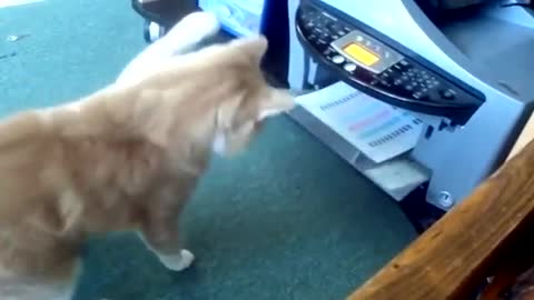 funny cats fights a printer