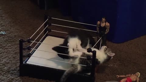 Crazy Kitten Boxing Ring!