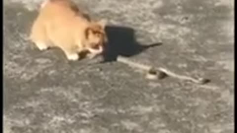 Brave Cat Battles And Kills Snake In Car Park