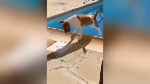 Funniest Animals 😂 New Funny Cats and Dogs Videos 😻🐶