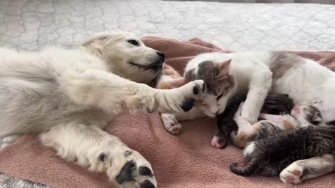 Golden Retriever Puppy Reacts to Baby Kittens [Cuteness Overload]