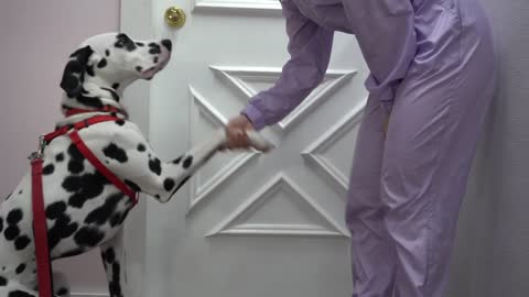 The truth about Dalmatians | Beautiful dog breed