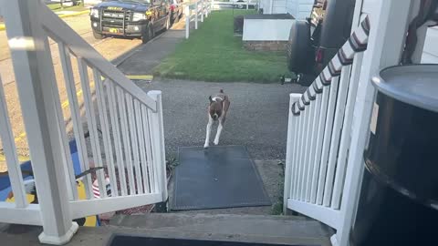 Boxer Leaps Up Steps in Slo-Mo