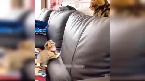 Funny Animal Videos 2023 🥰 - Funniest Dogs and Cats Videos 😁