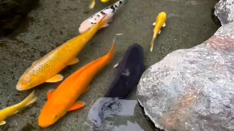 Fantastic lovely fish