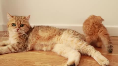 Mom Cat is trying to get all her playing kittens together in order to feed them