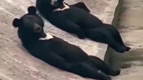 BLACK BEARS TAKING SUN BATH AND ENJOYING