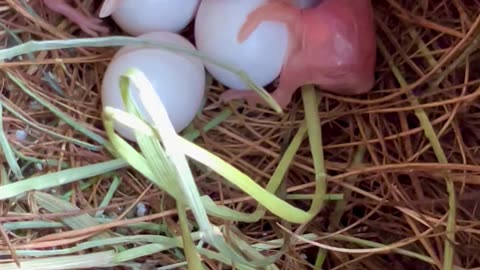 Padda Bird - java sparrow chicks in nest