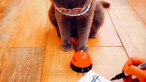 Intelligent Cat Eats Food By Interacting With Human Animals Funny Videos #shorts #animals #cats