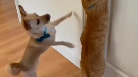 Smart Cat and Dog's Door Opening Adventure!