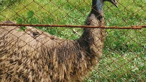 Ostriches Walking by