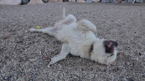 Bailey Plays & Have Fun in the Beach! Funny Dog Swims in Sea Golden Retriever Puppy Playtime Vlog