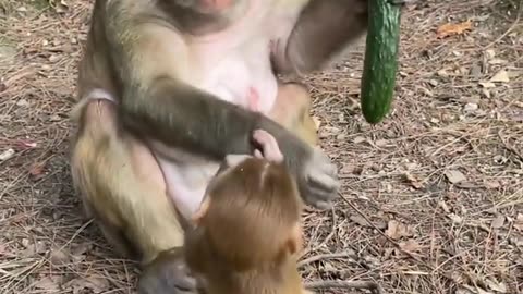 Monkey 🐒 eating bread 🍞 with baby 👶