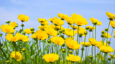 Yellow only beautiful flowers golden rooster chrysanthemum