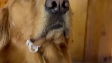 Dog's reaction in his birthday celebration