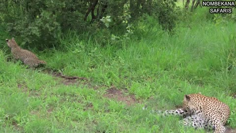 Leopard with very playful cubs in Kruger National Park