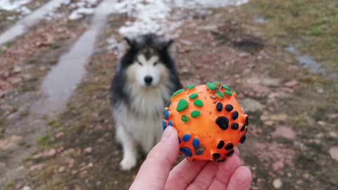 The dog is playing with the ball with its (new dog video)2023