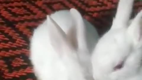 Cute Rabbit - Funny and Cute Baby Bunny Rabbit Videos - Baby Animal Video Compilation - 2022