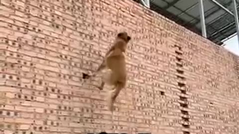 Belgian Malinois Takes Flight