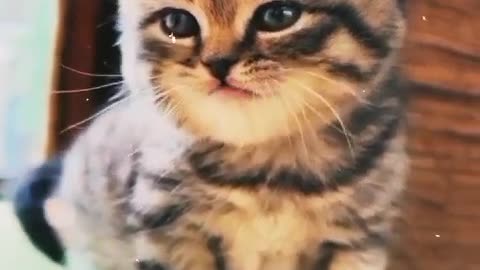 Funny cat and kitten meowing