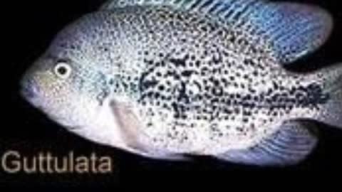 16 Types of Vieja CICHLIDS Species - Vieja Flowerhorn Maker Fish (American Cichlids)