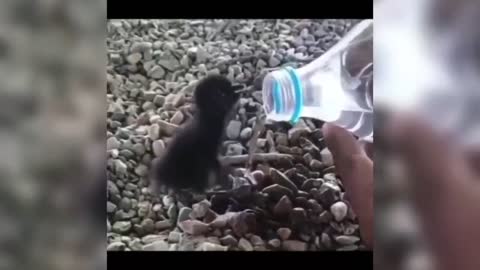 This bird is interesting, interacting with people, drinking nutritious water like this