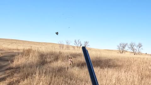 Birds Everywhere! Pheasant Hunting with my American Brittanys