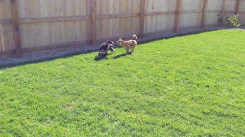 Shiba playing with another dog, great view!