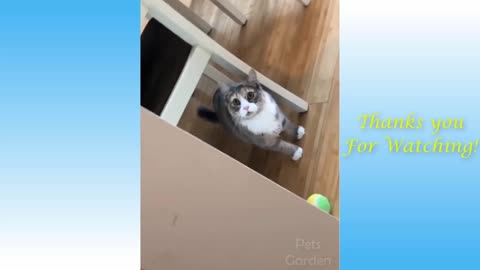 FUNNY CATS