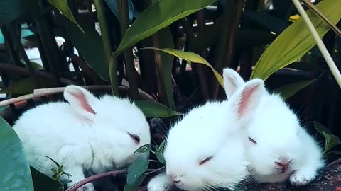 cute little bunnies