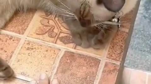 "Purr-fectly Hilarious: When Cats Imitate Humans, You Won't Stop Laughing! 😸🤣"