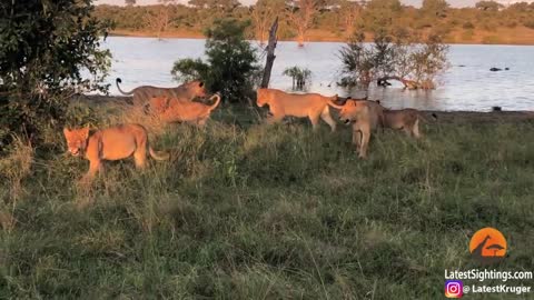 Cornered Crocodile is Forced to Attack 5 Lions